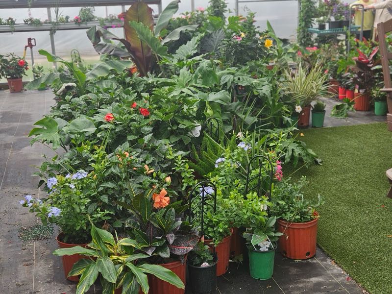 Zimmerman's Produce - Plants from the Green House