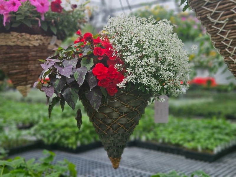 Zimmerman's Produce - Flowers from the Green House