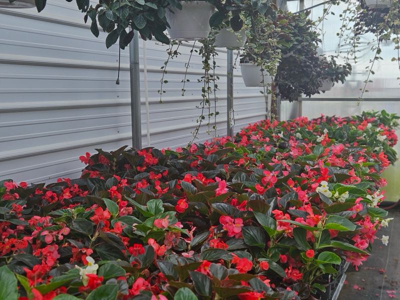 Zimmerman's Produce - Flowers from the Green House