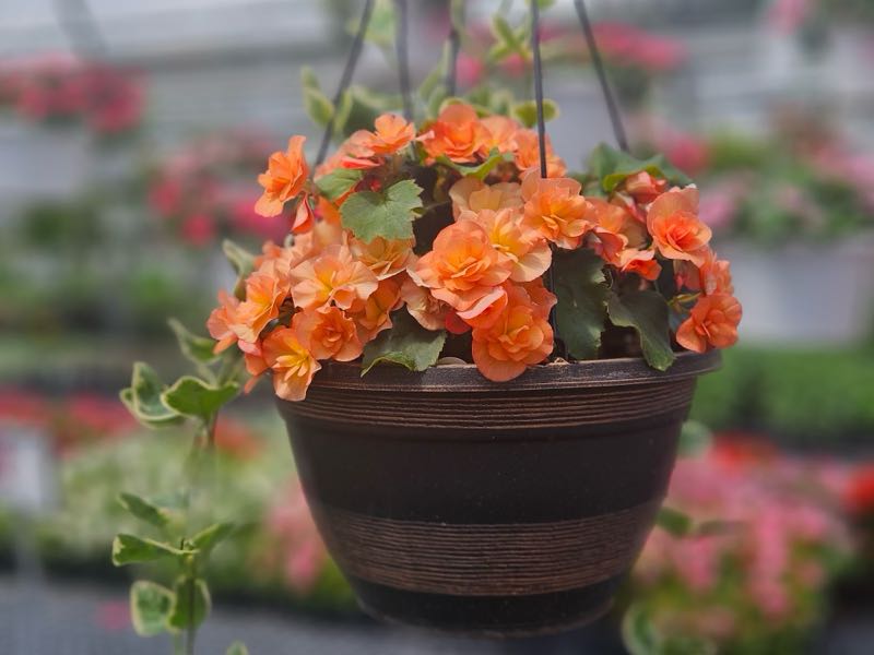 Zimmerman's Produce - Flowers from the Green House