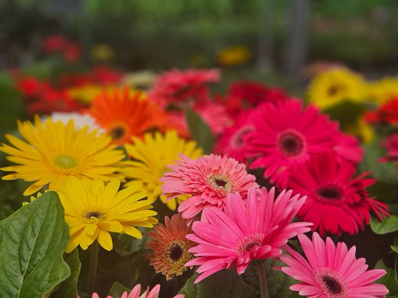 Zimmerman's Produce - Flowers from the Green House