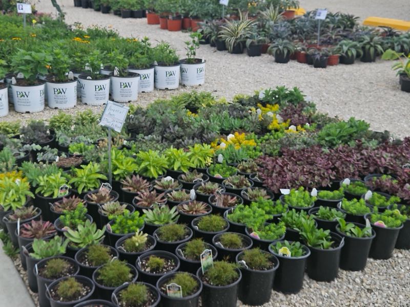 Zimmerman's Produce - Plants from the Green House
