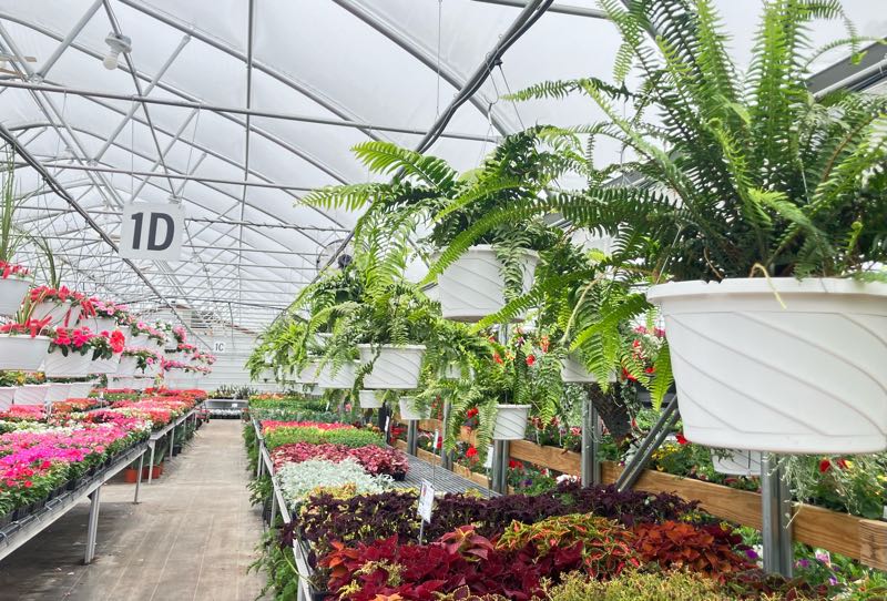 Zimmerman's Produce - Plants from the Green House